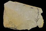 Dawn Redwood (Metasequoia) Fossil - Montana #153690-2